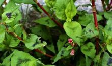 当草被欣赏的时候