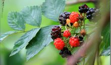 酸酸甜甜就是你