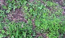 观察我家的三叶草