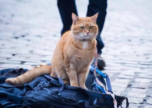 人类在猫眼里