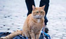 一只猫眼中的人类