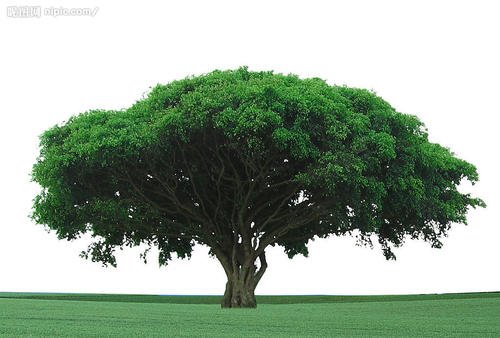 以你为主题的构图是我的大树