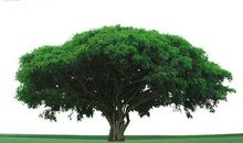 以你是我的大树为题的作文