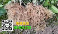 坚毅的种子播撒心田