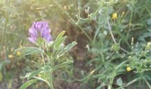 记忆中的那一抹浅笑