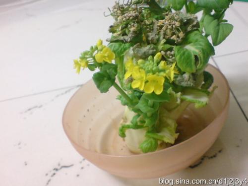 白菜观察日记