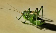 红蜻蜓绿蝈蝈读后感