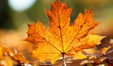 我生活在凉秋之中