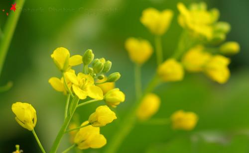 油菜籽开花词300字