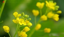 油菜花开作文300字