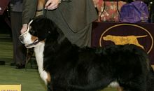 动物王国选美大赛