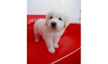 我渴望有一只小狗