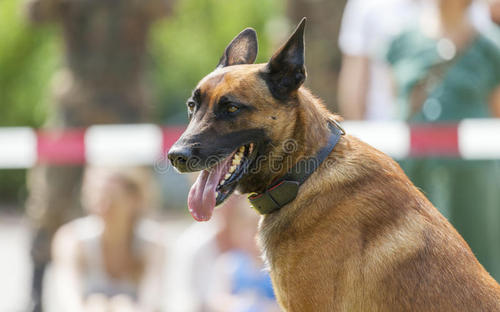 牧羊犬大战