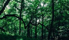 梦见原始森林