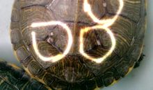 可爱的“巴西龟”