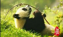 游熊猫繁育基地