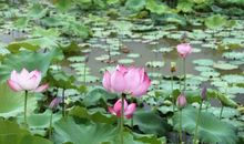 芷江玫瑰庄园之旅