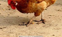 一只母鸡的启示