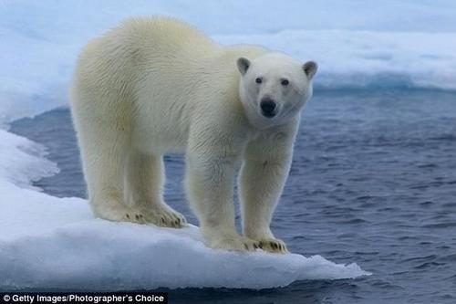 看完《失落的幼崽》后的感想