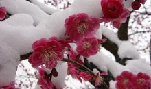 我喜爱的花——梅花