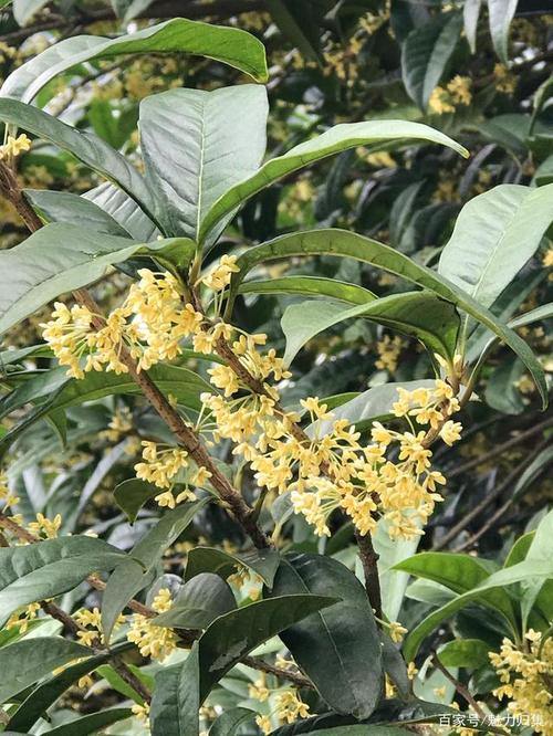 桂花树在家门口