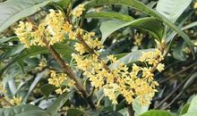 老家门前的桂花树