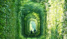 让我们种下一片绿色