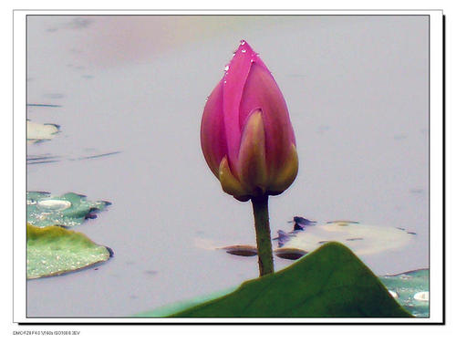 听雨