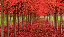 秋天里的思念_1200字