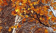 一片落叶给我的启迪