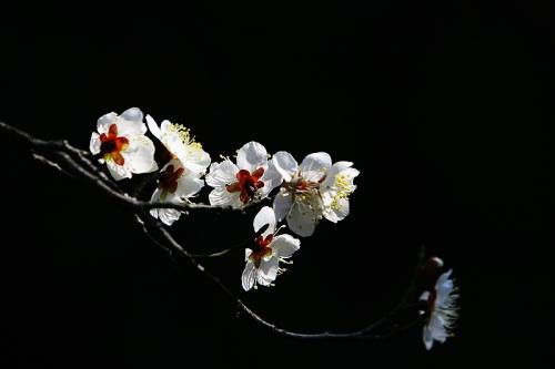 我把梅花当作我的知己