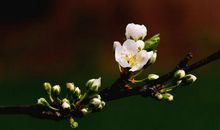 添一笔春暖花开