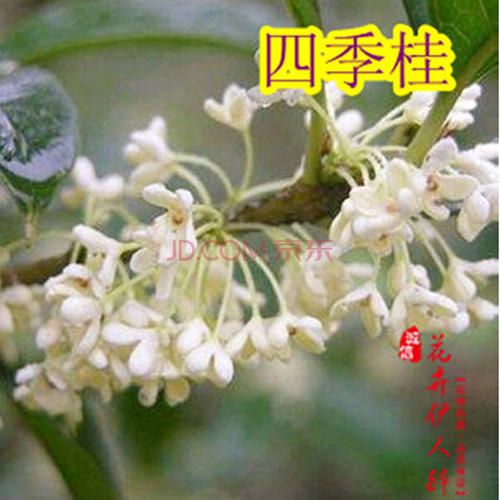 桂花之友