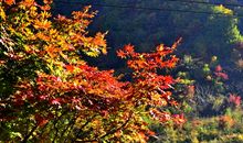 一次难忘的“保护”秋游