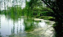 在那茫茫的细雨中