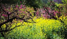 您的爱是春天里温柔的劝解