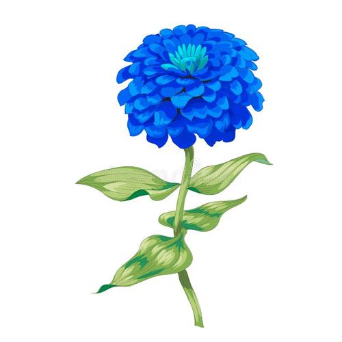 记忆中最美丽的花