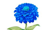 记忆中最美的花朵