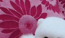 可爱的小狗“球球”