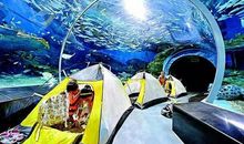 海洋馆奇妙之夜