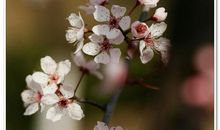 转眼，谁的回眸