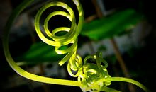 童心唱响绿色旋律