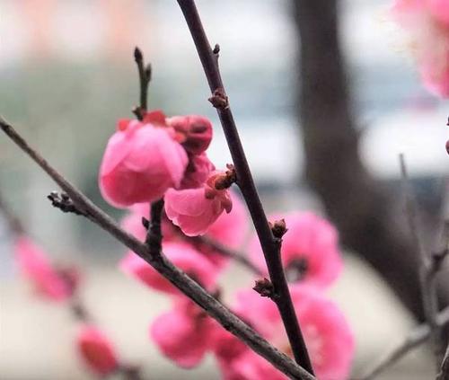 在春天的歌声中摇摆