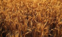 曾经错过的清香