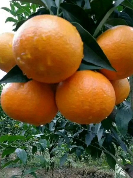 橘红色