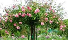 一株想开花的月季