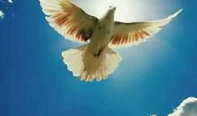 如果我可以自由自在的飞翔