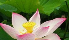 西湖荷花别样红