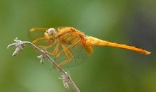 蜻蜓翅中的感动