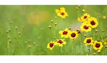 让生态之花开满园